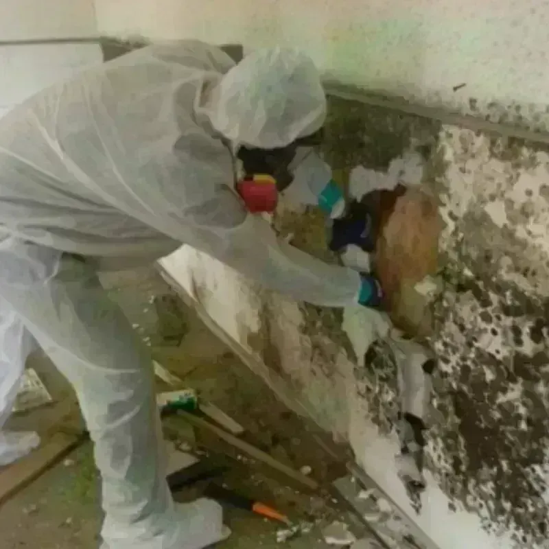 Mold Remediation and Removal in Beverly Hills, TX